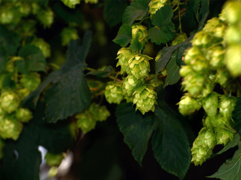 New Zealand Hops